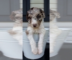 Small Photo #27 Poodle (Standard) Puppy For Sale in RISING SUN, MD, USA