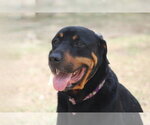 Small #14 Rottweiler