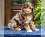 Small #2 Bernedoodle (Miniature)
