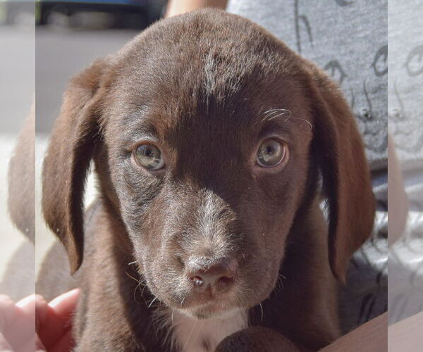 Medium Photo #6 Sheprador Puppy For Sale in Huntley, IL, USA