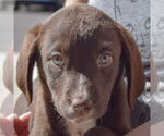 Small #5 Sheprador