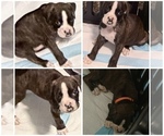 Small Photo #8 Boxer Puppy For Sale in DISPUTANTA, VA, USA