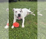 Small Photo #17 American Pit Bull Terrier-Unknown Mix Puppy For Sale in Brewster, NY, USA