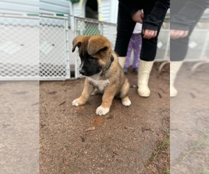Akita-German Shepherd Dog Mix Puppy for sale in PENNSBURG, PA, USA