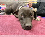 PEARL - Female Mutt Dog for Adoption - Small photo