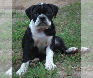 Alapaha Blue Blood Bulldog Puppy for sale in WEIRSDALE, FL, USA