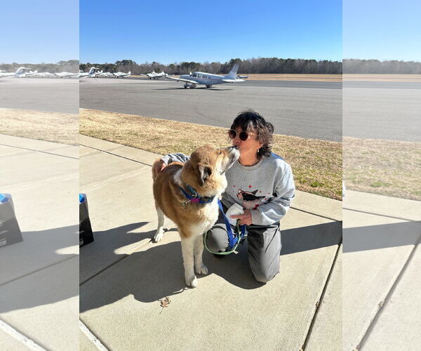 Medium Photo #1 Siberian Husky-Unknown Mix Puppy For Sale in Spring Lake, NC, USA