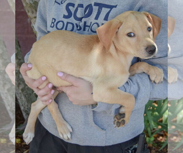 Medium Photo #3 Mutt Puppy For Sale in Huntley, IL, USA