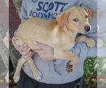 Small #2 Mutt