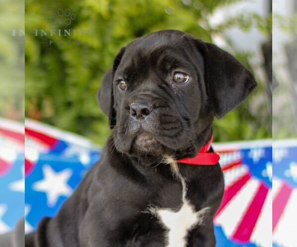 Medium Photo #4 Cane Corso Puppy For Sale in GAP, PA, USA