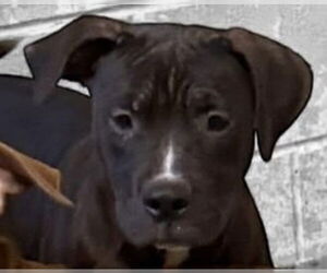 Mutt Dogs for adoption in Canton, CT, USA