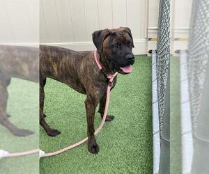 Medium Boxer