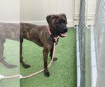 Small Boxer