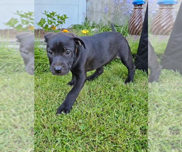 Medium Photo #4 Labrottie Puppy For Sale in Bellingham, WA, USA