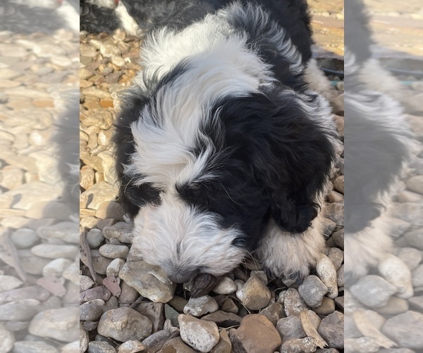 Medium Photo #15 Sheepadoodle Puppy For Sale in SPRINGDALE, AR, USA