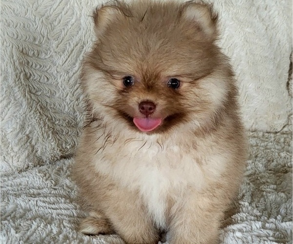 Medium Photo #2 Pomeranian Puppy For Sale in ORRVILLE, OH, USA