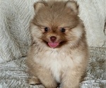 Small #1 Pomeranian
