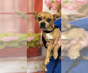 Chug Dogs for adoption in San Bernardino, CA, USA