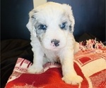 Small #15 Sheepadoodle