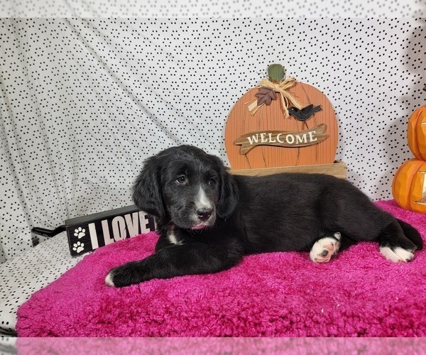 Medium Photo #17 Golden Mountain Dog Puppy For Sale in BLACK FOREST, CO, USA