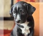 Small #3 Labrador Retriever Mix