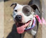 Small American Staffordshire Terrier Mix