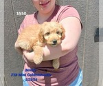 Puppy Bently Goldendoodle (Miniature)