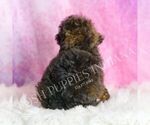 Small #5 Poodle (Toy)