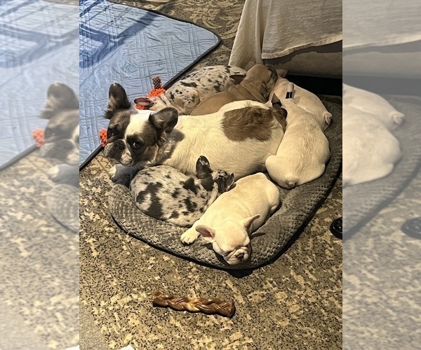 Medium Photo #1 French Bulldog Puppy For Sale in HESPERIA, CA, USA