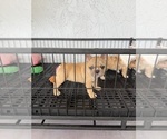 Small #5 French Bulldog