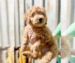 Puppy Henry Goldendoodle (Miniature)