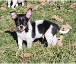 Small Photo #3 Chihuahua Puppy For Sale in MOUNT AIRY, NC, USA