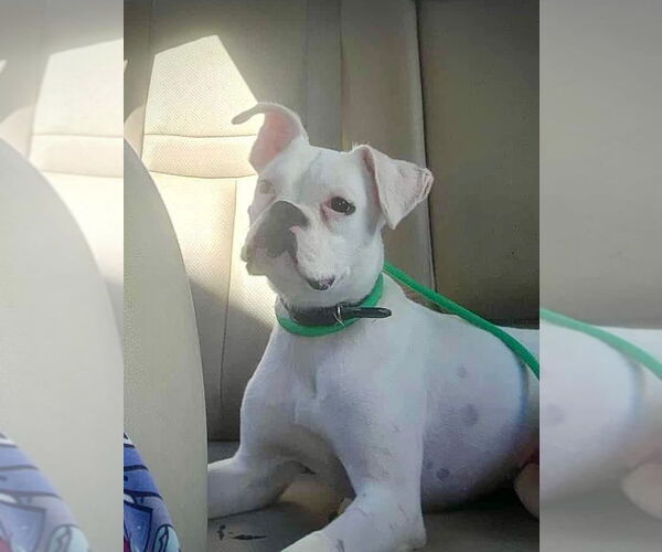 Medium Photo #4 Boxer Puppy For Sale in Dumont, NJ, USA