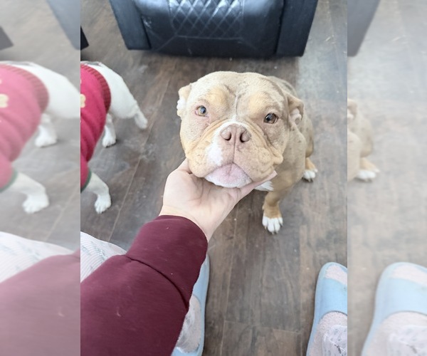 Medium Photo #1 American Bully Puppy For Sale in GREENFIELD, IN, USA