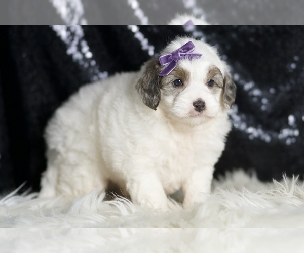 Medium Photo #3 Goldendoodle (Miniature) Puppy For Sale in WARSAW, IN, USA