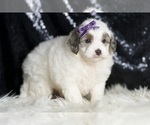 Small #2 Goldendoodle (Miniature)
