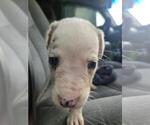 Puppy Puppy 1 Great Dane