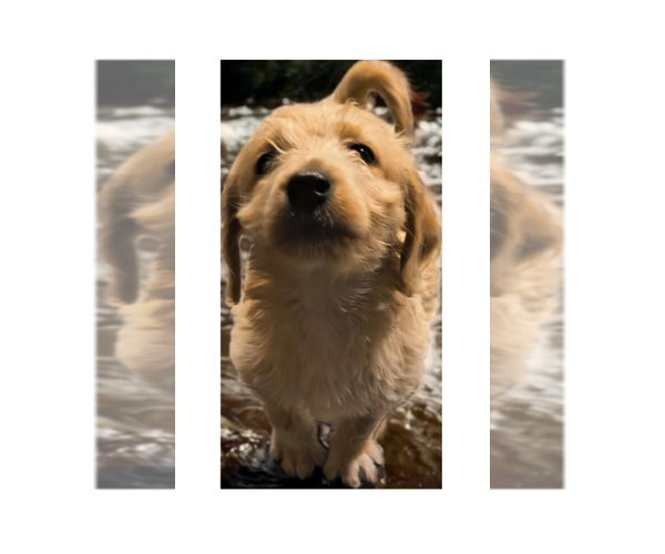 Medium Photo #8 Labradoodle Puppy For Sale in SUMMERVILLE, SC, USA