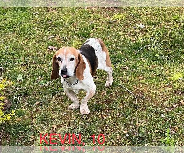Medium Photo #1  Puppy For Sale in , 