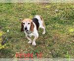 Small Bagle Hound