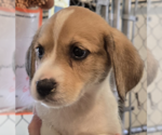 Small Beagle Mix