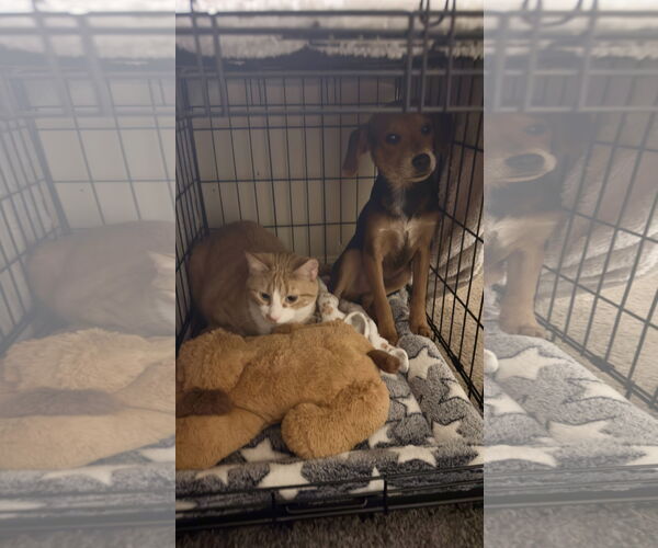 Medium Photo #1 Cheagle Puppy For Sale in Virginia Beach, VA, USA