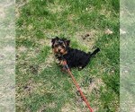Image preview for Ad Listing. Nickname: Daisy
