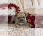 Small Photo #9 French Bulldog Puppy For Sale in RICHLAND, IA, USA