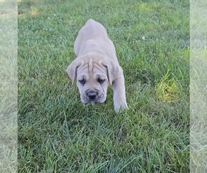 Cane Corso Puppy for sale in CAMBY, IN, USA