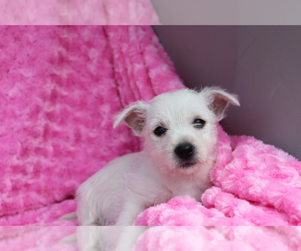 Medium Photo #1 West Highland White Terrier Puppy For Sale in SHILOH, OH, USA