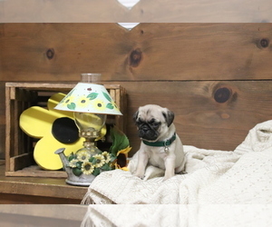 Pug Puppy for sale in NEWMANSTOWN, PA, USA