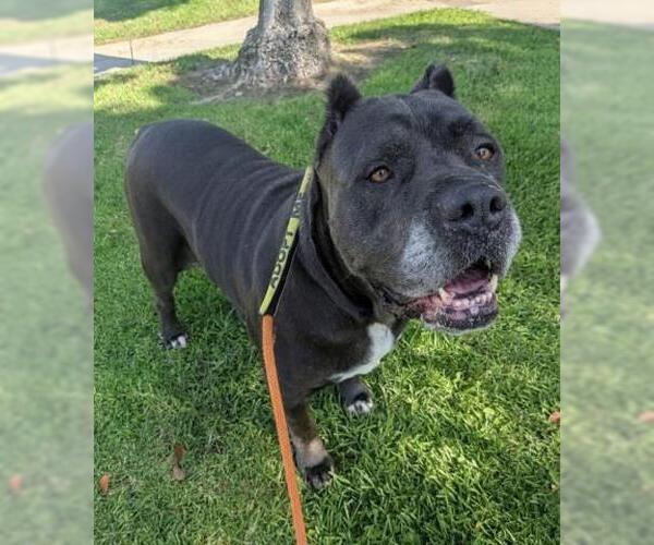 Medium Photo #3 Mutt Puppy For Sale in Redlands, CA, USA