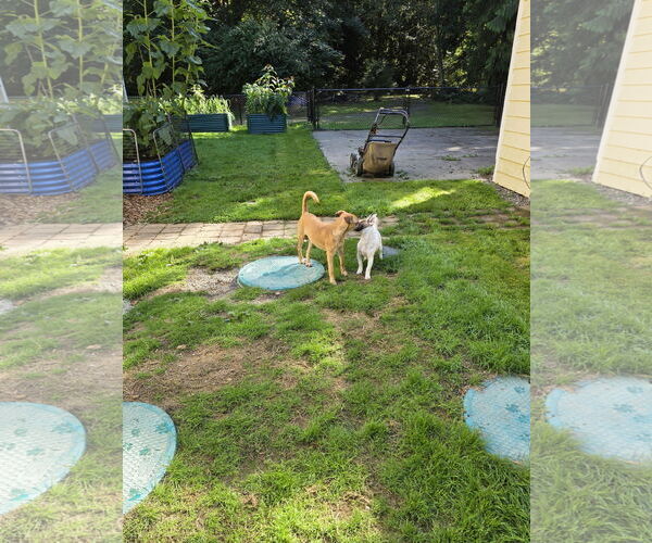 Medium Photo #5 Mutt Puppy For Sale in Arlington, WA, USA