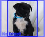 Small #4 Labrador Retriever Mix